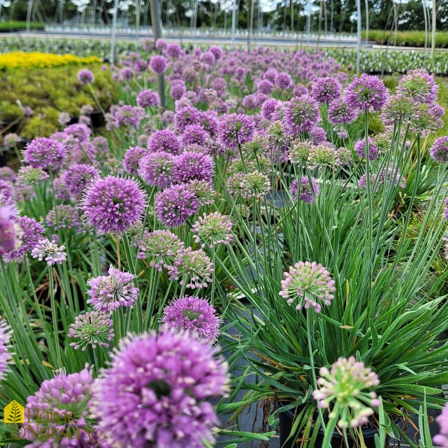 Allium 'Medusa' Ornamental Onion from Home Nursery