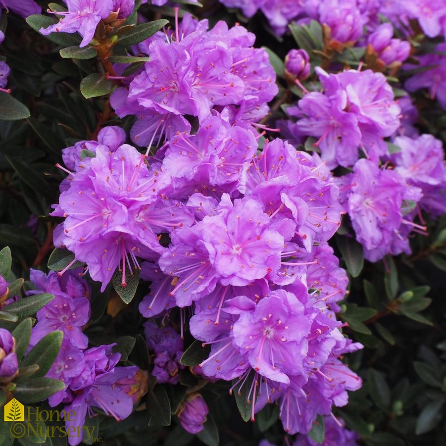 Purple Gem Rhododendron