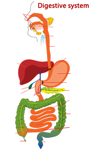 Unlabeled Digestive System Diagram Without Labels - emsekflol.com