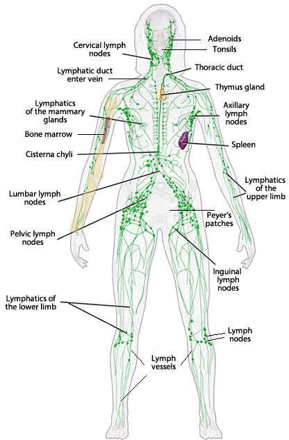 Immune system review key
