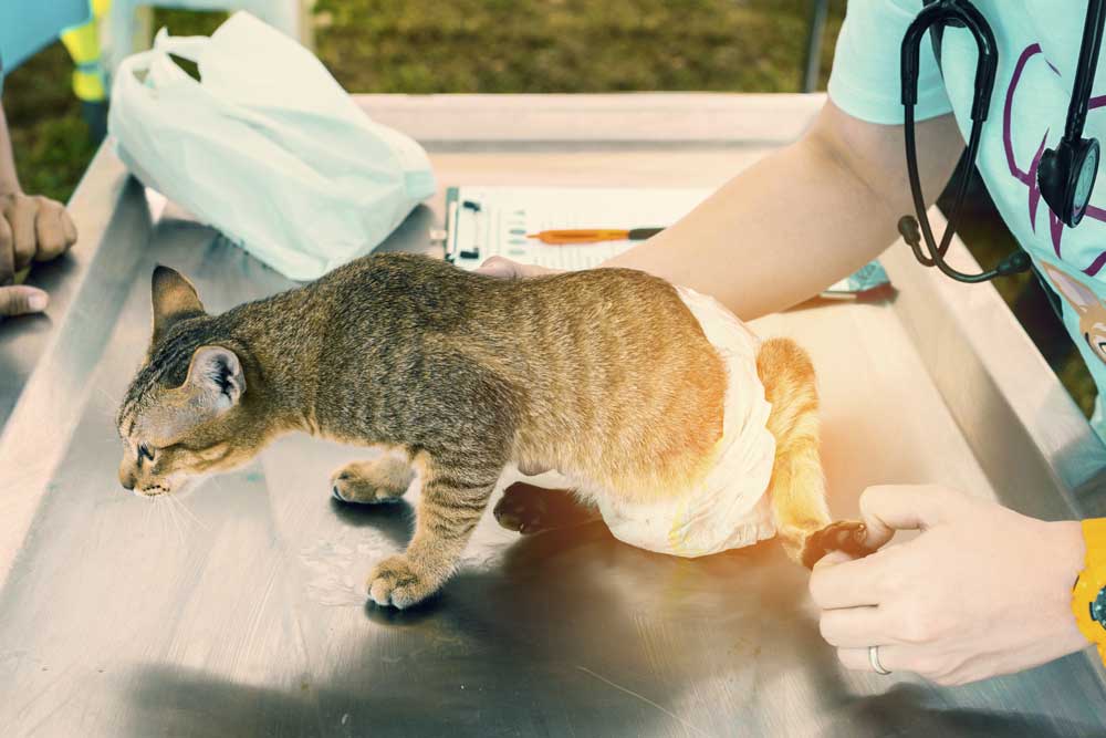 Uti In Neutered Male Cats