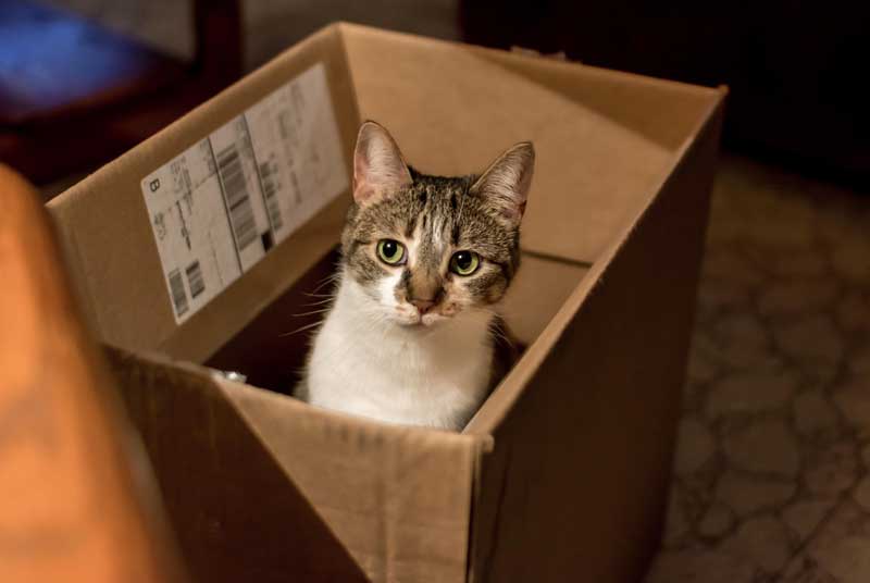 36 best ideas for coloring Cat In A Box