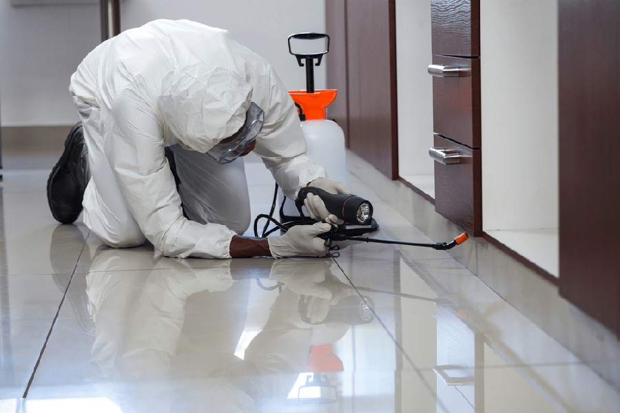 Tips To Choose The Best Pest Control Company Home Parte