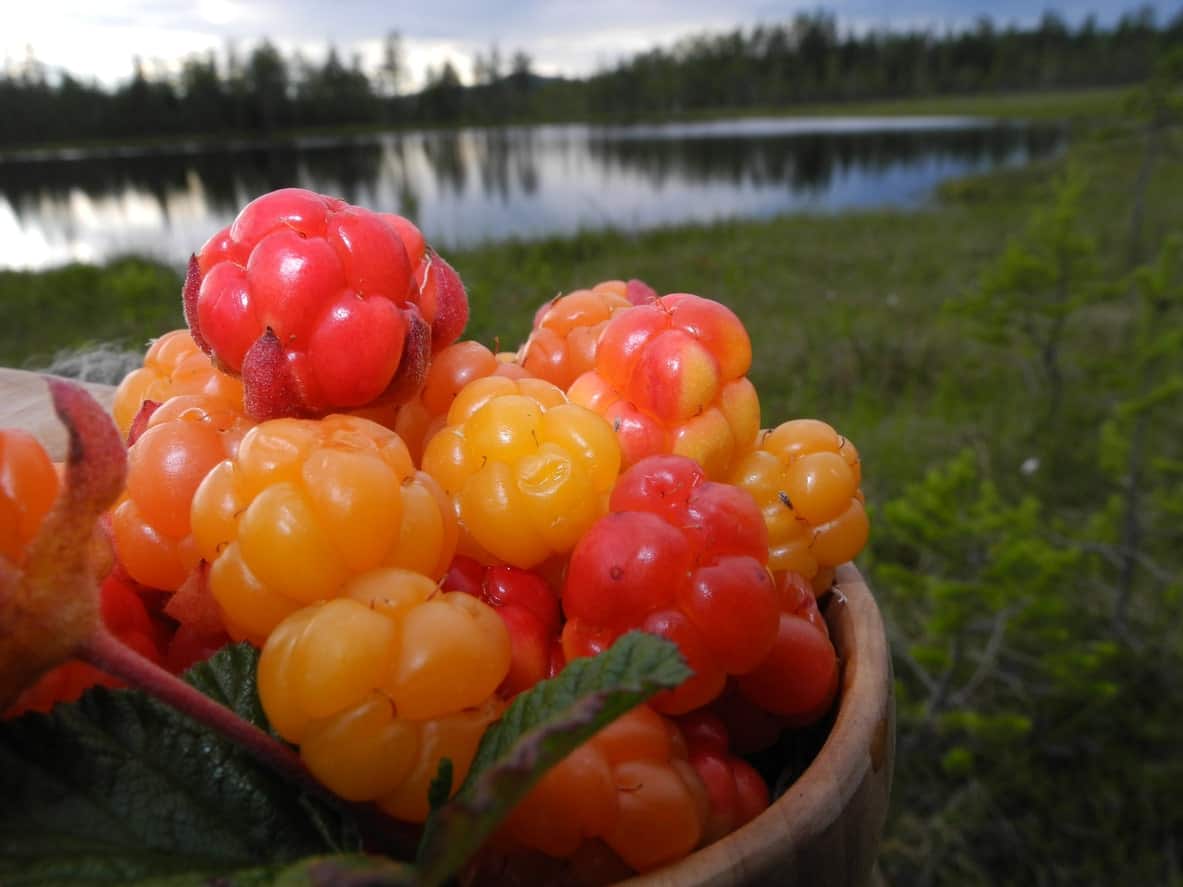 23 Different Types of Berries What's Your Favorite?