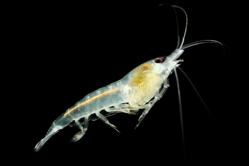 What are the Different Shrimp Options?