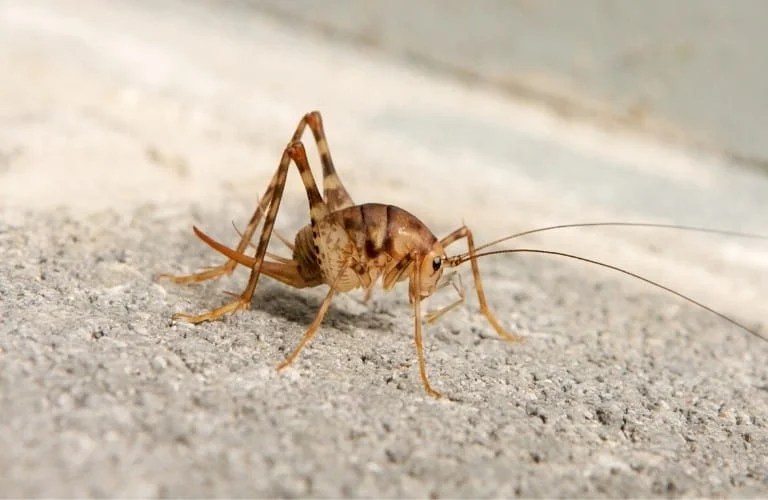 Do Crickets Bite? Home Pest Removal