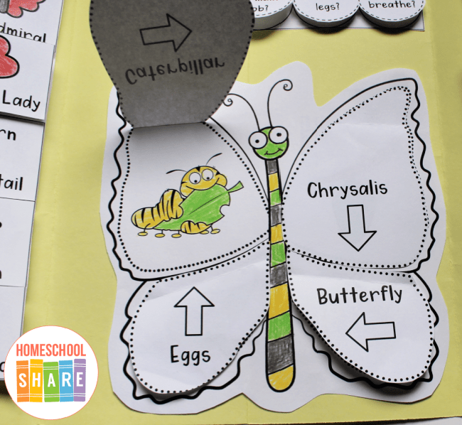 Free Butterfly Lapbook Homeschool Share