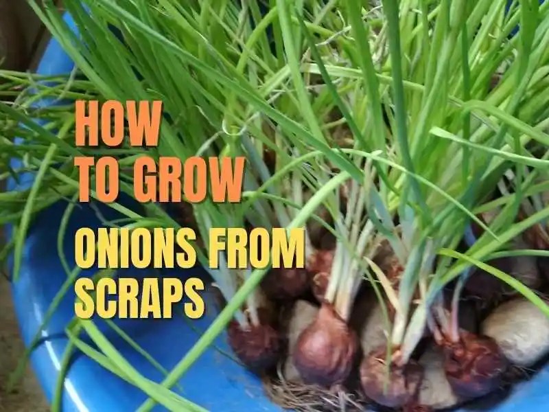 How to Grow Onions from Scraps Home Soils