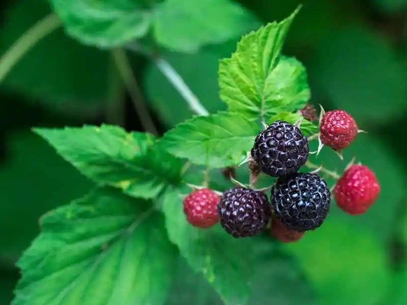 How To Grow Black Raspberries From Cuttings Home Soils