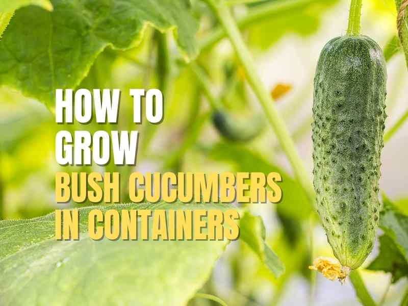 How To Grow Bush Cucumbers In Containers Home Soils