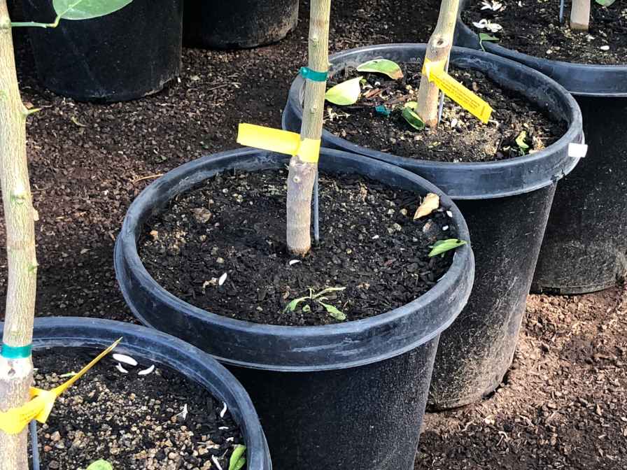 How to Make Potting Soil for Citrus Trees? Home Soils