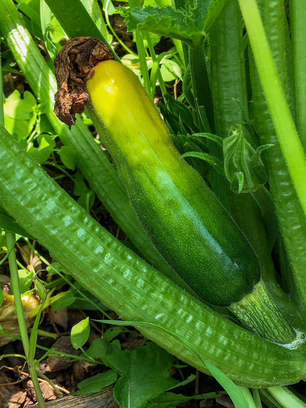 Zucchini Blossom End Rot (Cause & Treatment) Homestead Acres