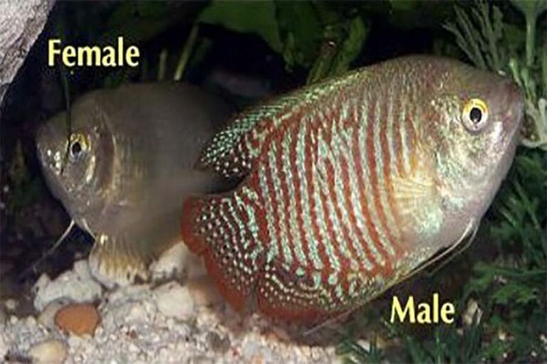Dwarf Gourami A to Z Guide Care, Tank Mates, Size, and Diet HomeTanks