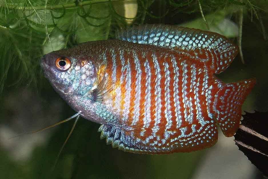 Dwarf Gourami A to Z Guide Care, Tank Mates, Size, and Diet HomeTanks