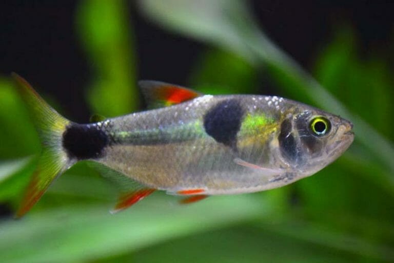 Bucktooth Tetra A to Z Guide Care, Tank Mates, Size