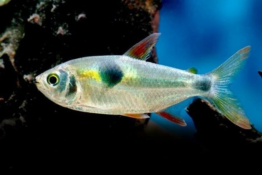 Bucktooth Tetra A to Z Guide Care, Tank Mates, Size
