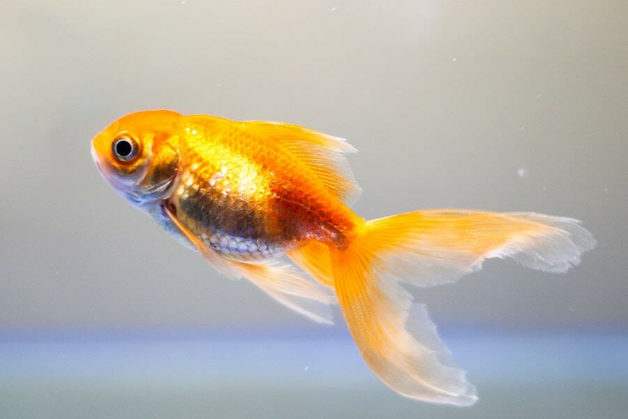 Fantail Goldfish A to Z Guide Care, Tank Mates, Size and Diet