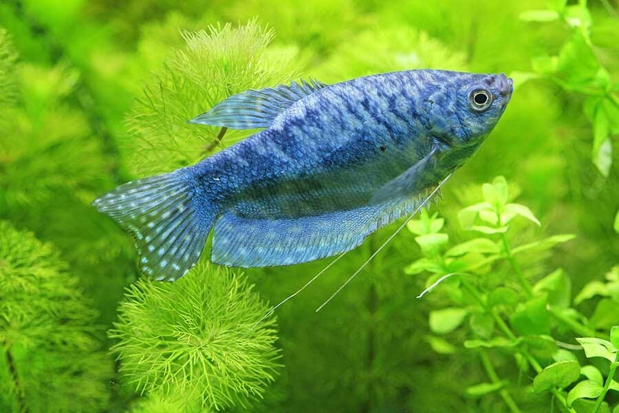 Blue Gourami A to Z Guide Care, Tank Mates, Size and Diet HomeTanks