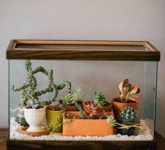 What To Do With Old Aquarium? Awesome Things You Can Do WIth It HomeTanks