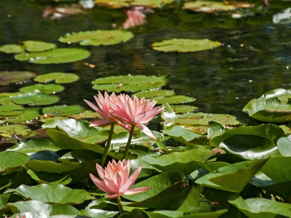 How to Plant Tiger Lotus Bulbs Things You Need to Know in Growing