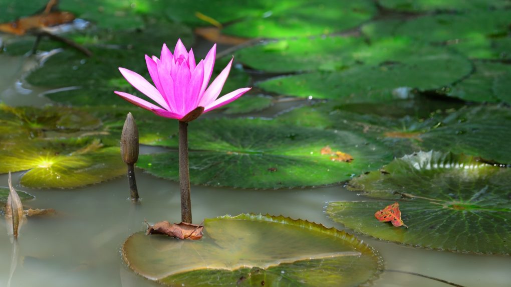 How to Plant Tiger Lotus Bulbs Things You Need to Know in Growing