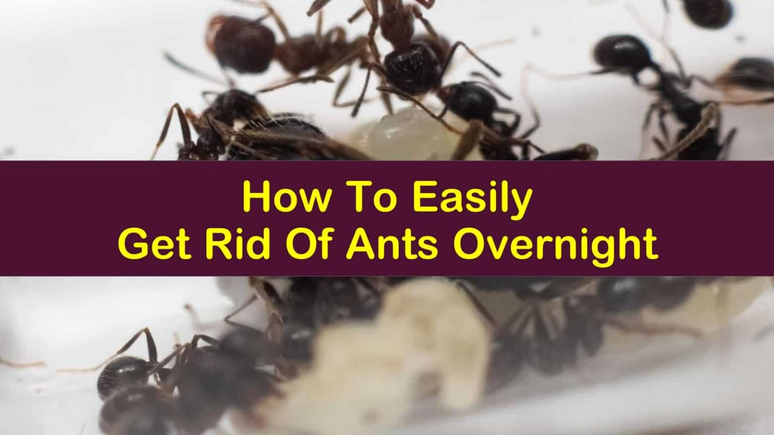 How To Easily Get Rid Of Ants Overnight