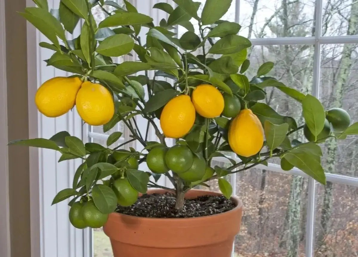 Why Your Lemon Tree Isn't Fruiting & How to Fix it