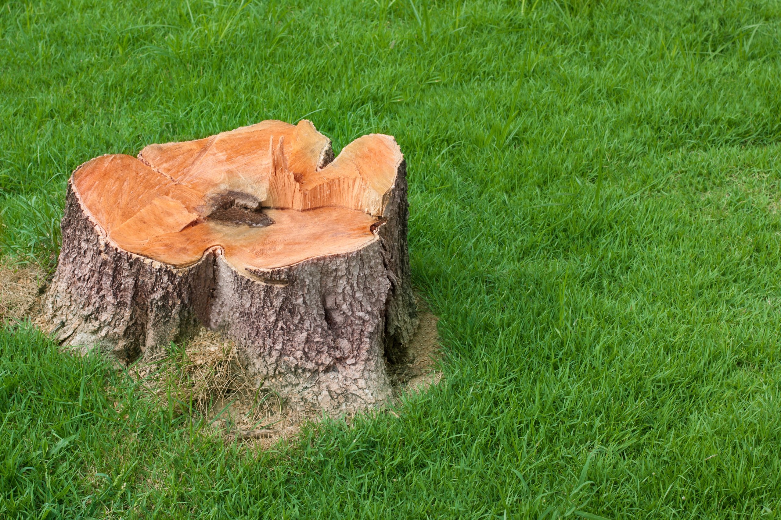 5 Advantages of Tree Stump Grinding Hometown Tree Experts