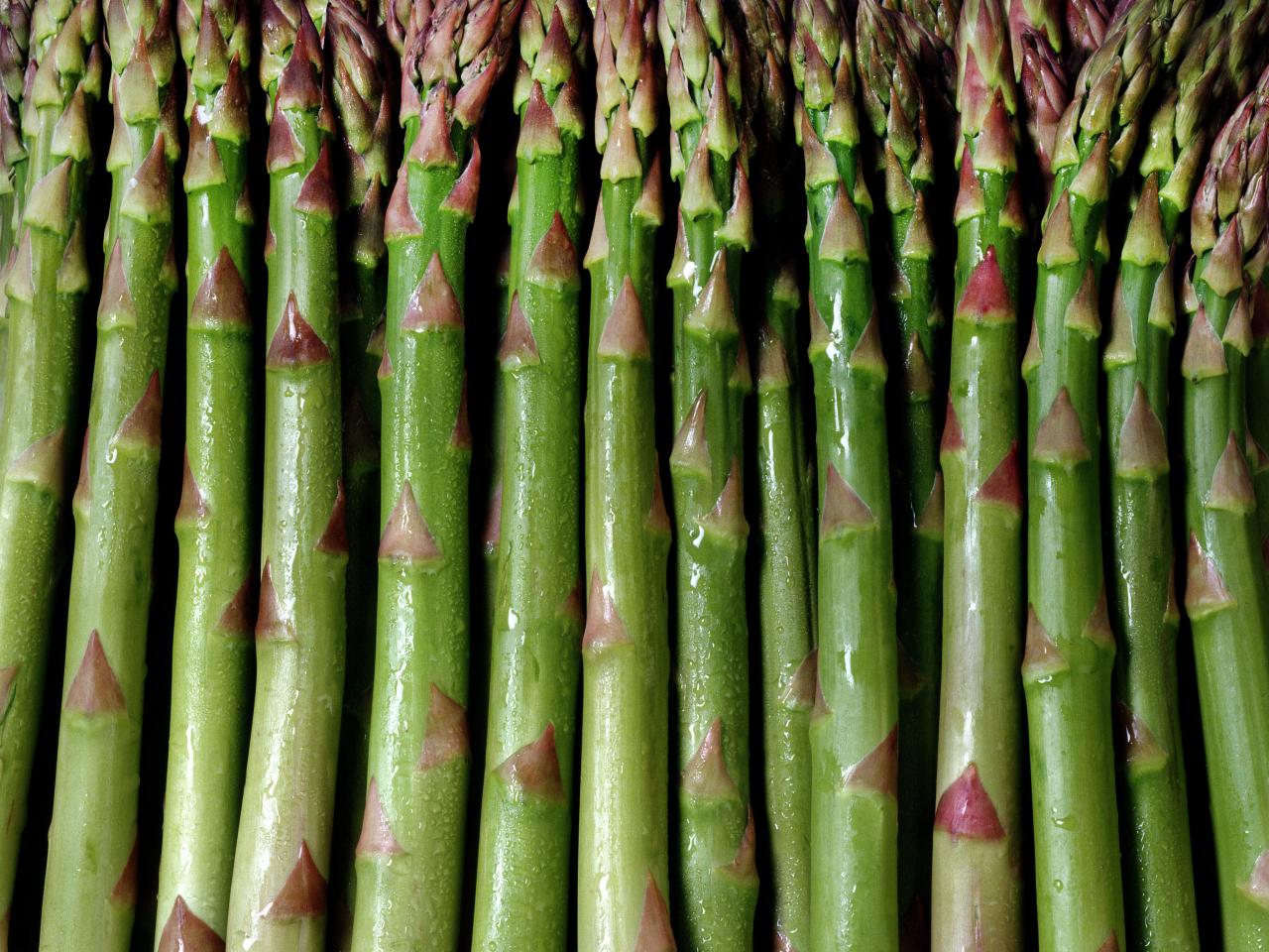 100+ Mary Washington Asparagus Seeds Honest Seed Co.