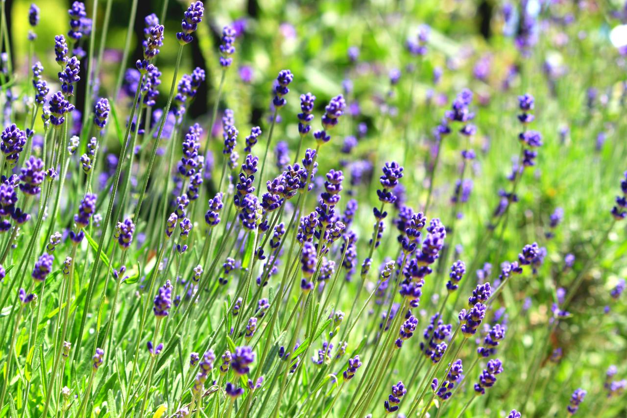 Common English Lavender Seeds Honest Seed Co.