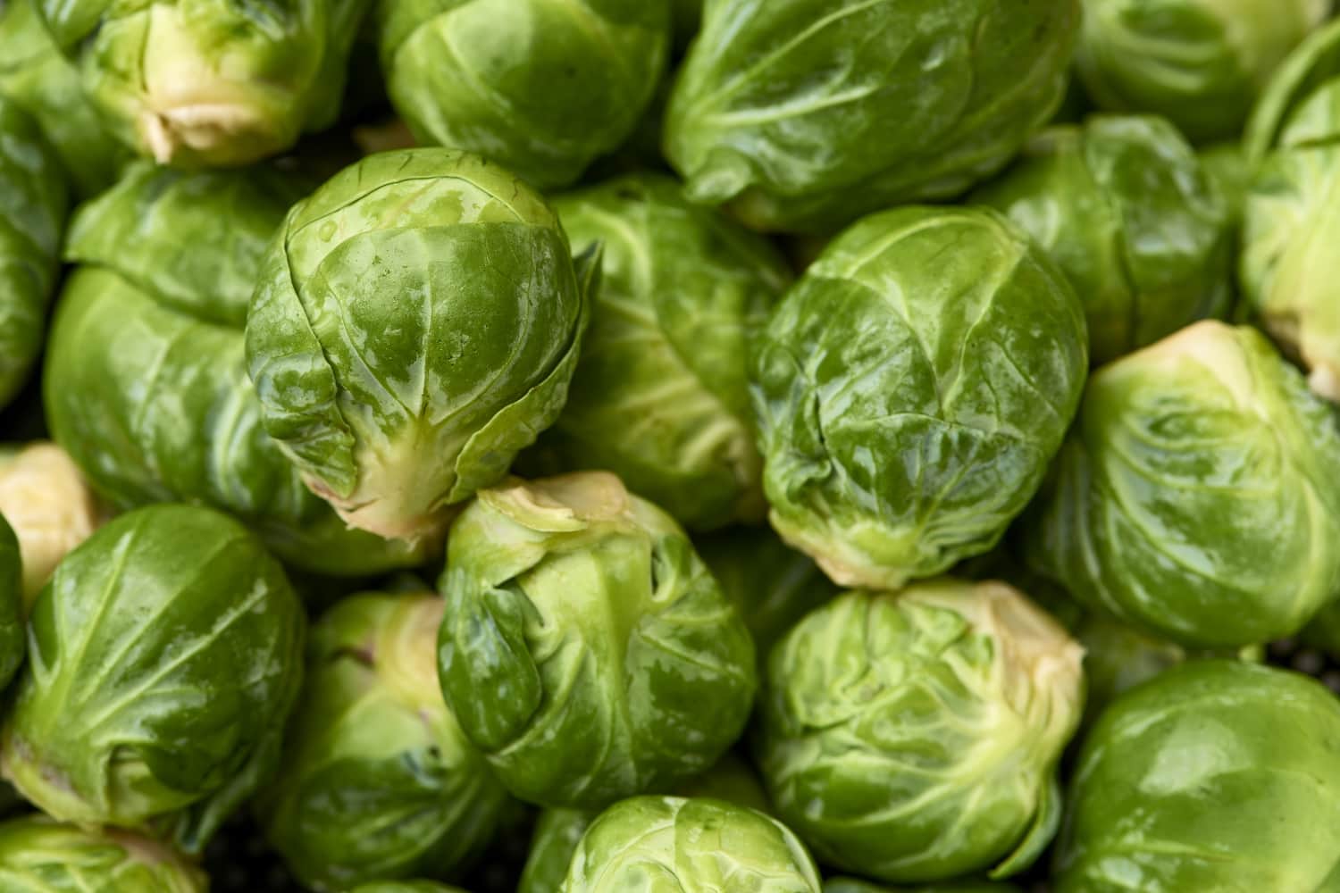 600+ Long Island Brussel Sprout Seeds Honest Seed Co. 600+ Long Island Brussel Sprout Seeds Honest Seed Co.