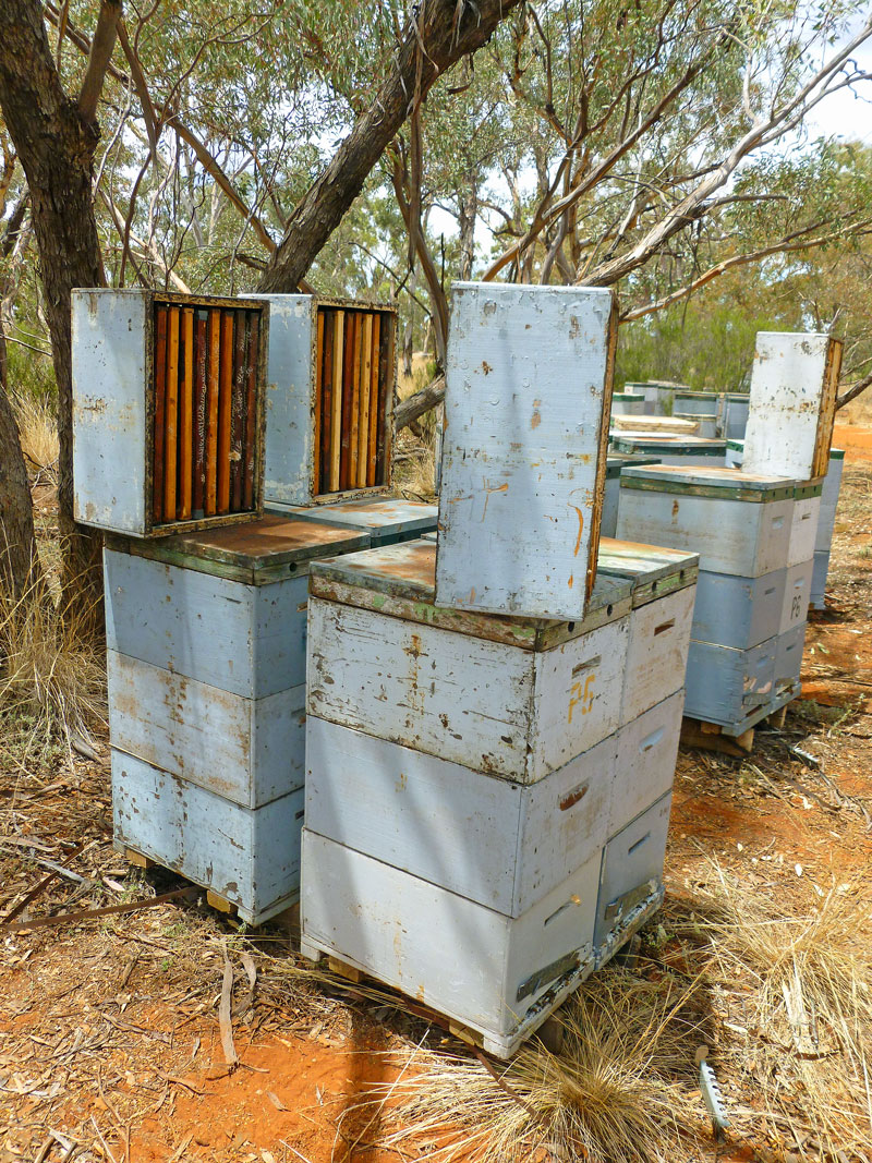 Extracting Australian watermelon honey Honey Bee Suite