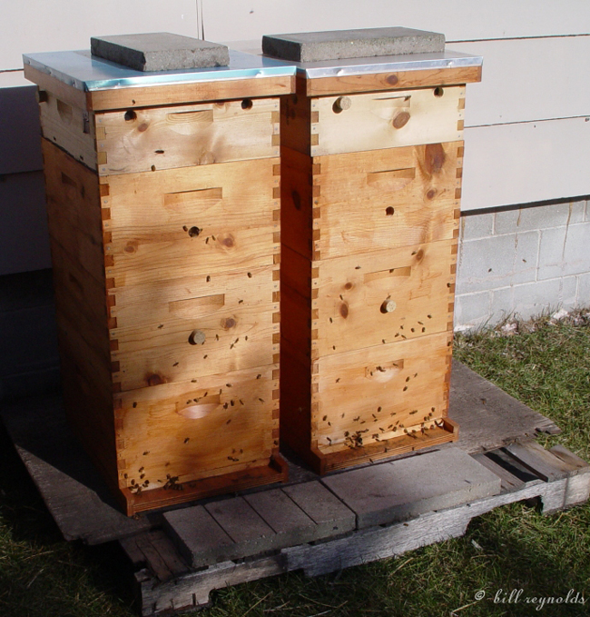 The two populated hives in a warmer time. © Bill Reynolds.