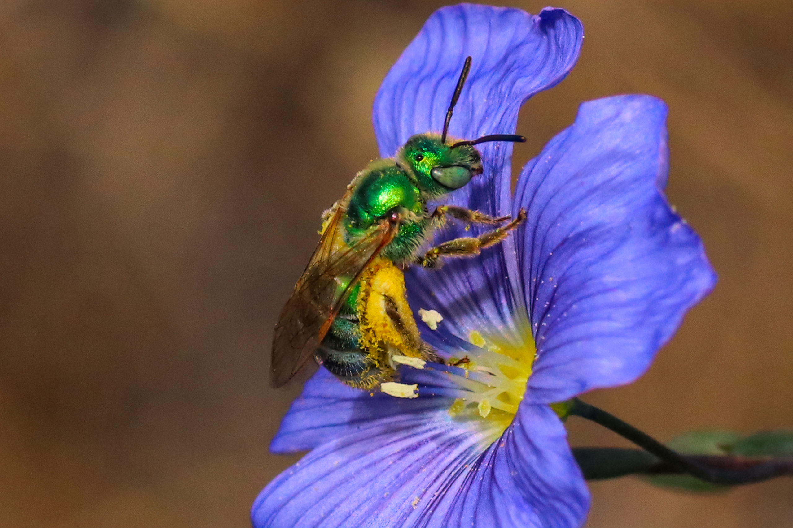Agapostemon