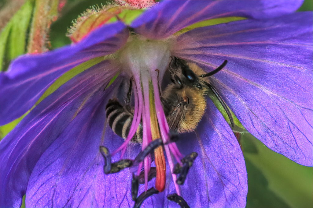 Relation Between A Flower And Bee Best Flower Site