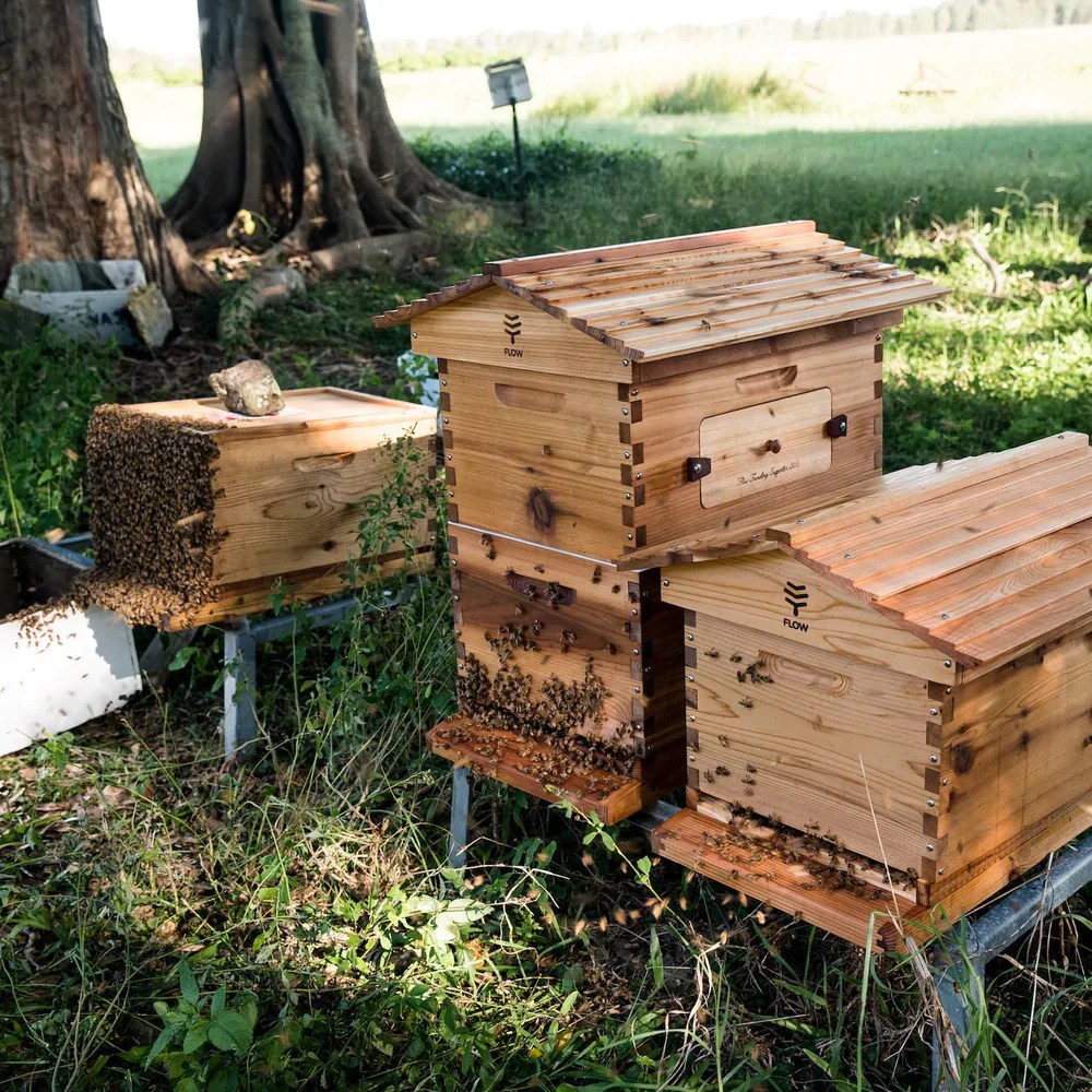 Brood Box Flow Hive 2 Plus l Honey On Tap Beehive Flow Hive US