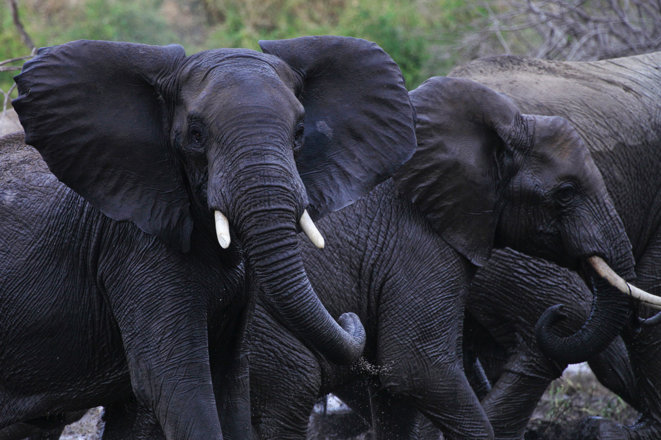 do elephants have skin