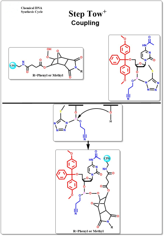 News Principles of Nucleic Acid Synthesis