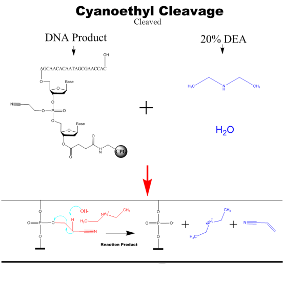 News Principles of Nucleic Acid Synthesis
