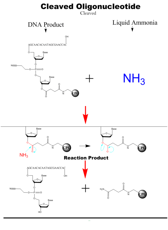 News Principles of Nucleic Acid Synthesis