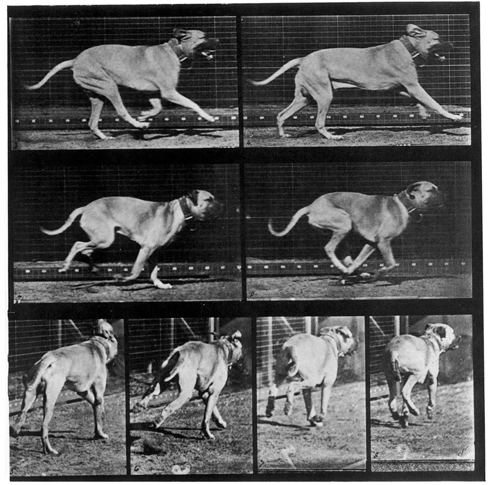 Animals in Motion by Eadweard Muybridge 4000 individual photos