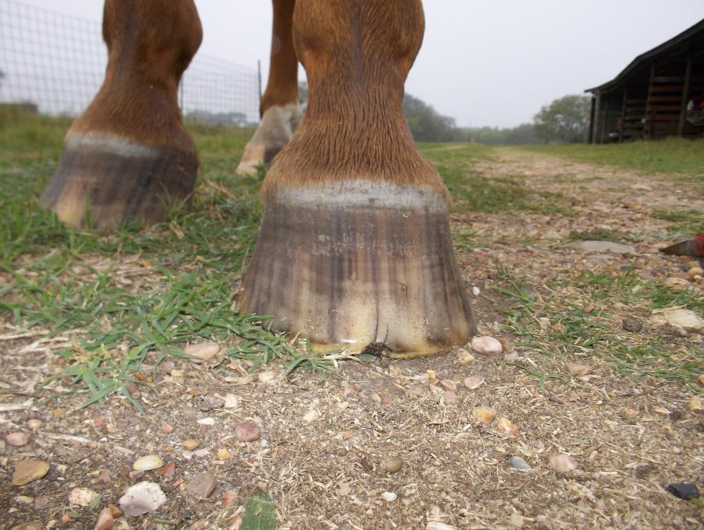Natural Hoof Care Confession and Compromise Cattle Hoof Trimming in