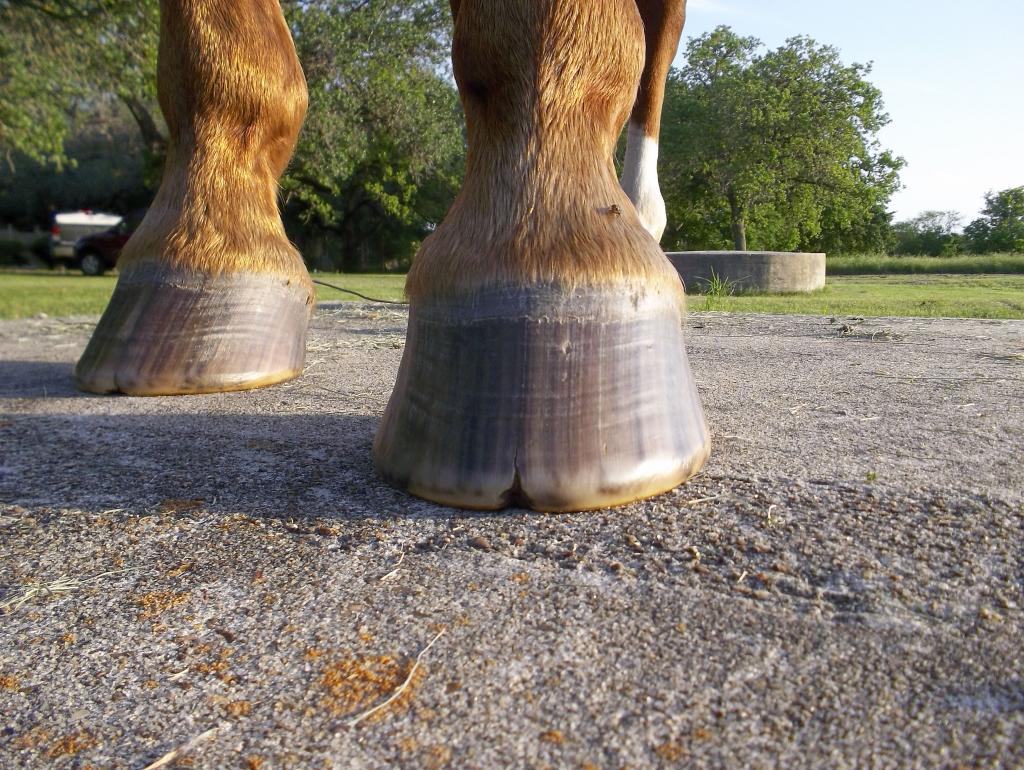 Natural Hoof Care Confession and Compromise Cattle Hoof Trimming in