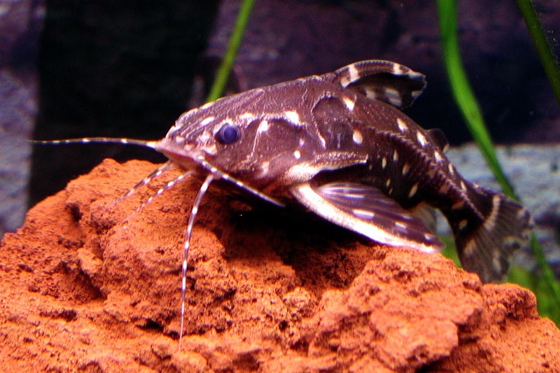 Spotted Raphael Catfish Facts What is a Spotted Raphael Catfish