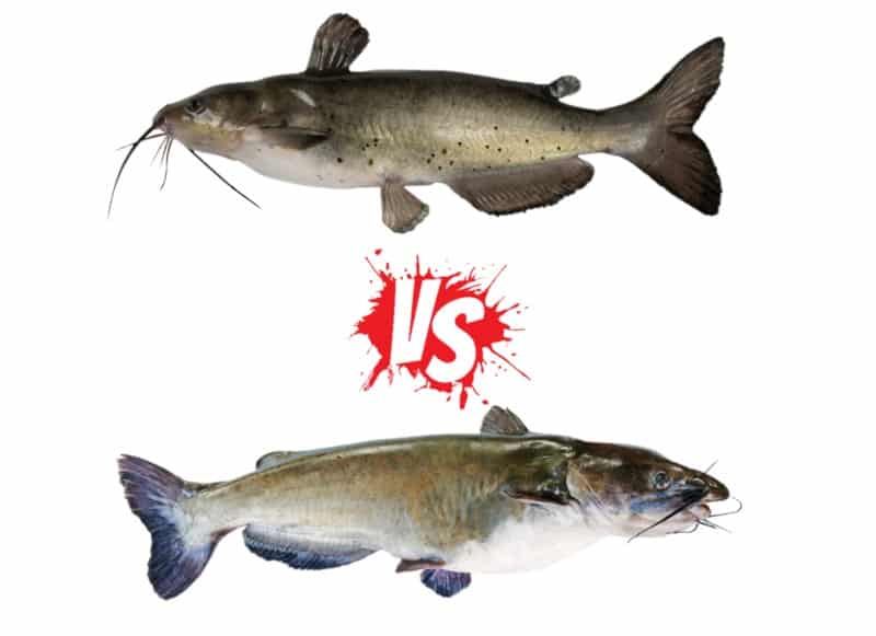 Flathead Catfish Vs Channel Cat