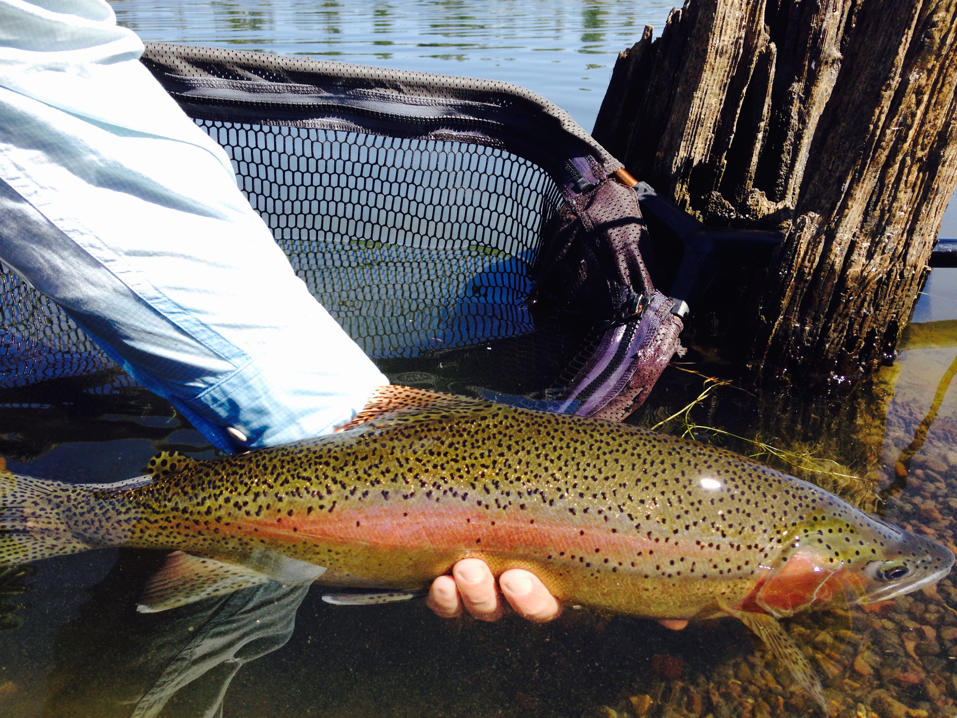 Fly Fishing Central Oregon Rivers The Hook Fly Shop_Home of Cascade