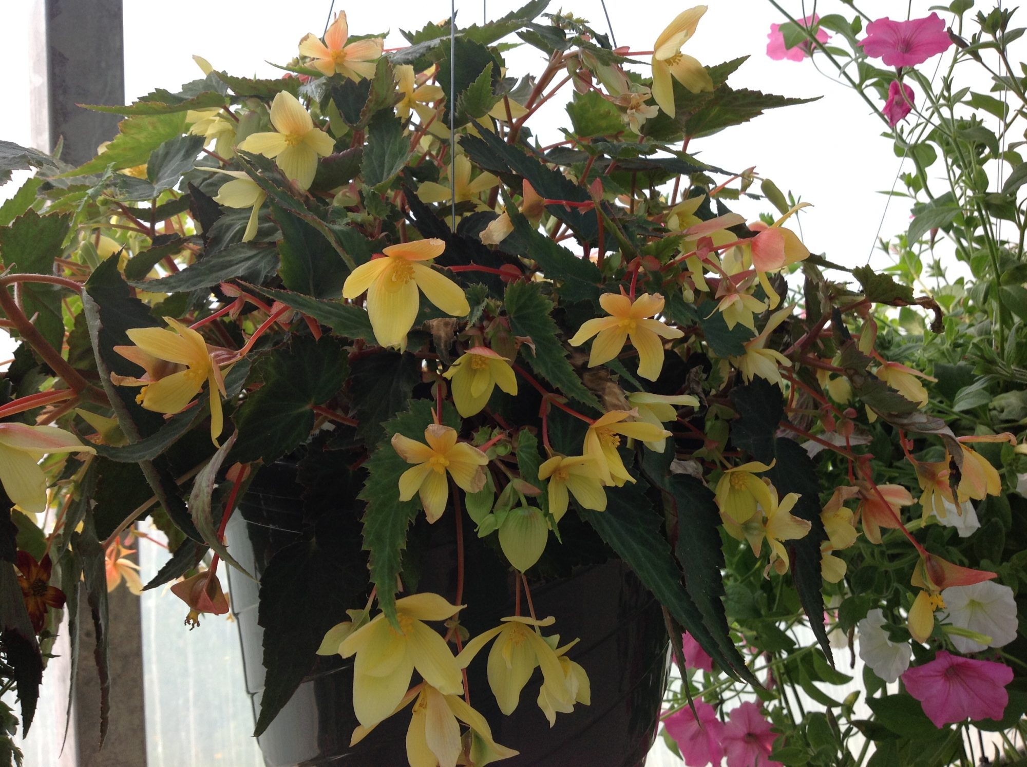 Hanging Basket Tips Hook's Greenhouse