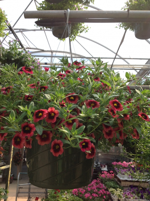 Hanging Basket Tips Hook's Greenhouse