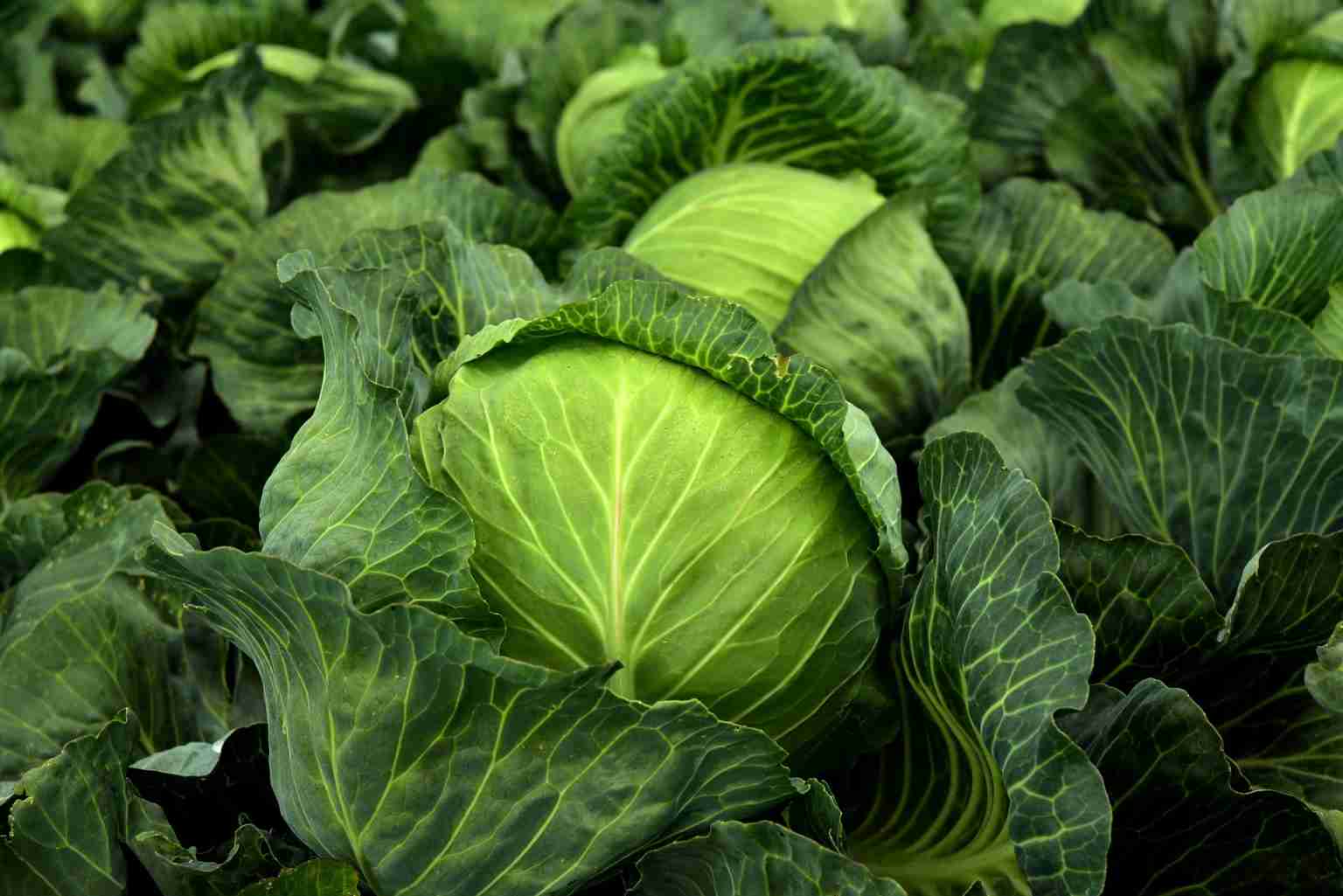 A Guide to Growing Cabbage Hook's Greenhouse