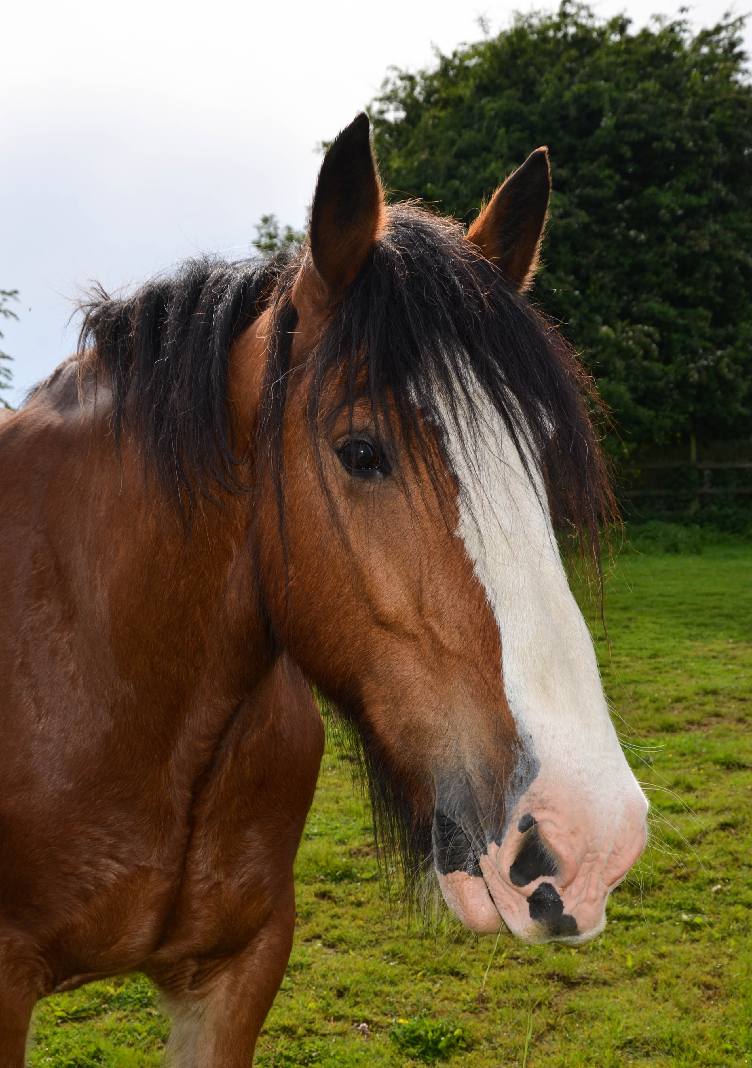 Shire Horses Hook Norton Brewery